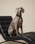 Duke - Collar Premium con Puas